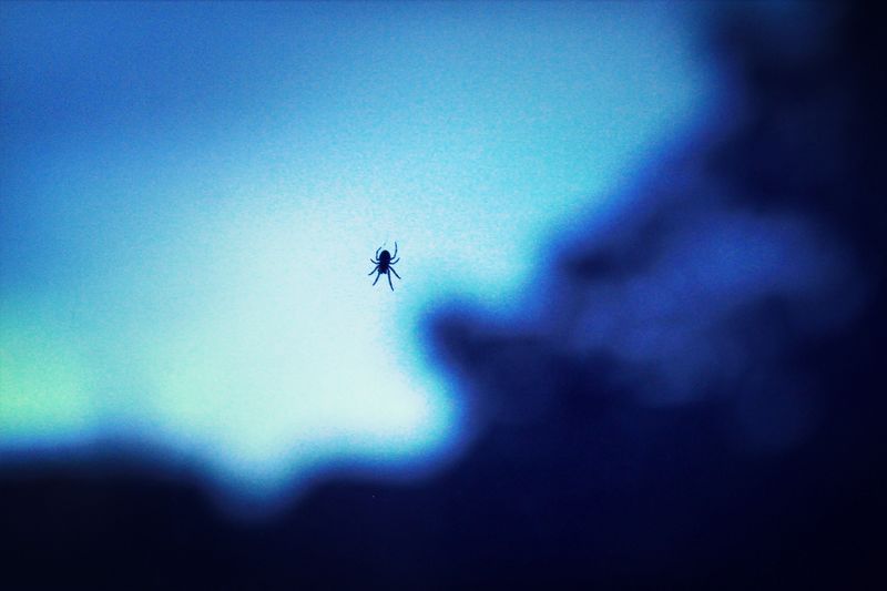 Close-up of insect