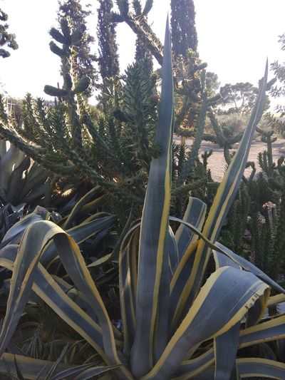 Close-up of succulent plant in forest