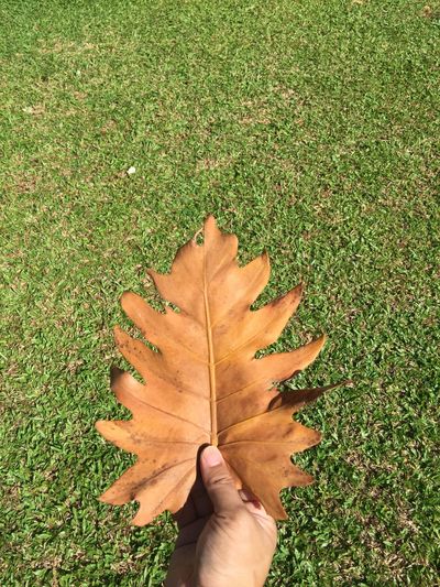 High angle view of person hand on maple leaf