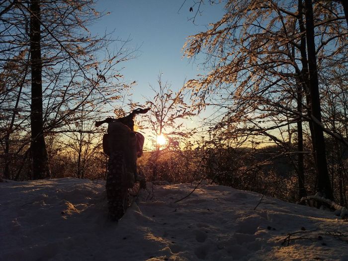 Rear view of silhouette man standing on bare tree
