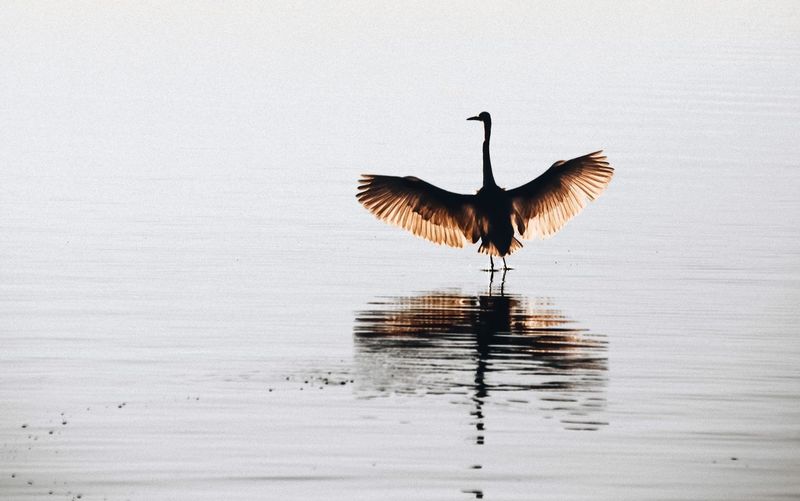Bird on lake