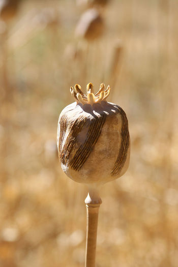 Close-up of poppy against blurred background
