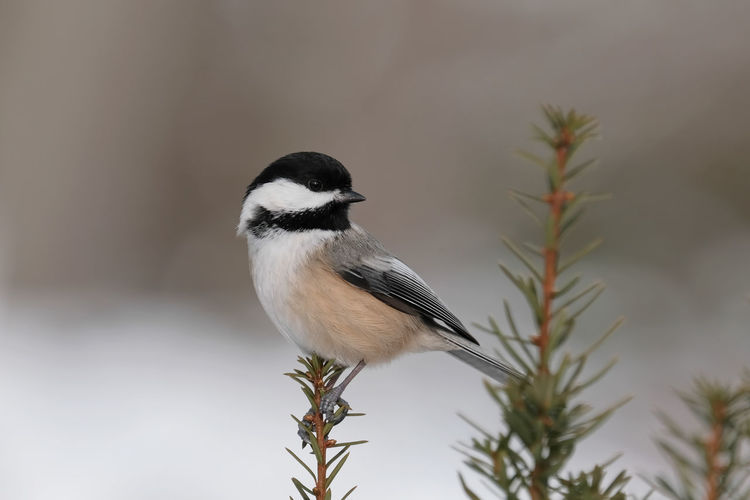 A chickadee perched on a branch