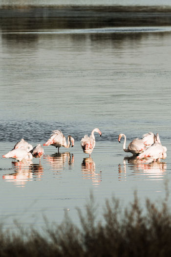 Flamingoes swimming in lake