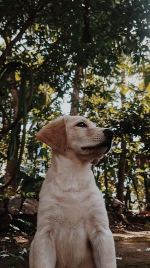 A labrador puppy exploring the world