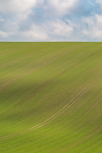 Young crops growing on a hillside in sussex, on a sunny spring morning