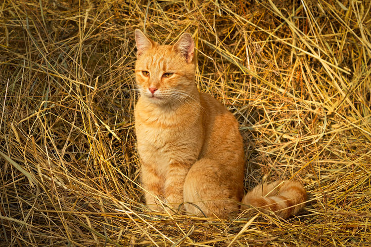 Portrait of ginger cat sitting in grass