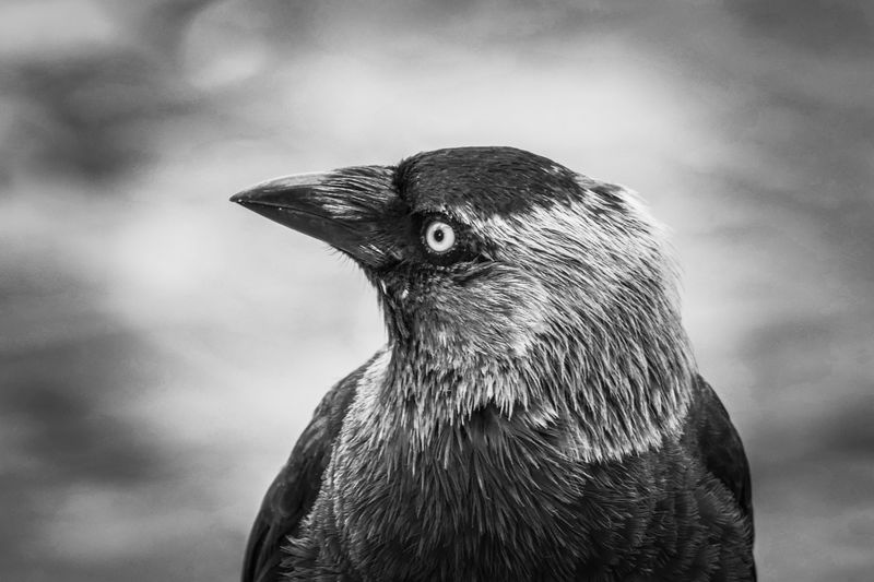 Black and white portrait of jackdaw