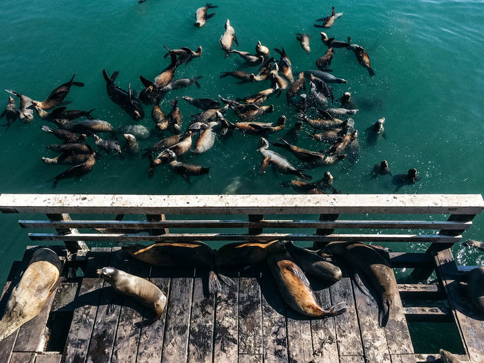 Seals on jetty and water