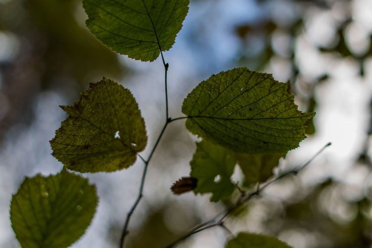 Close-up of leaf on tree