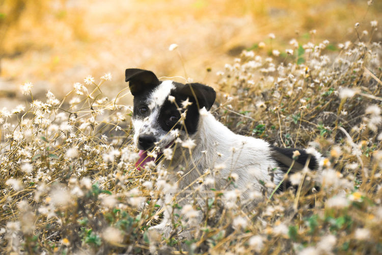Dog amidst wildflowers