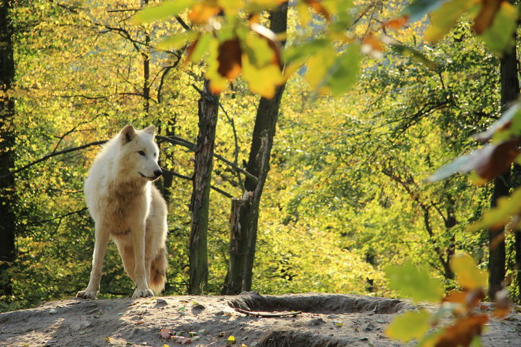 White wolf standing on rock in forest