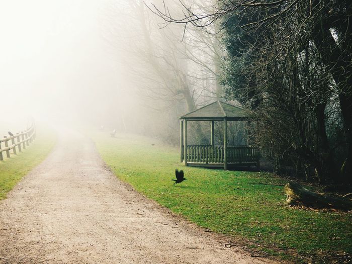 Footpath in park