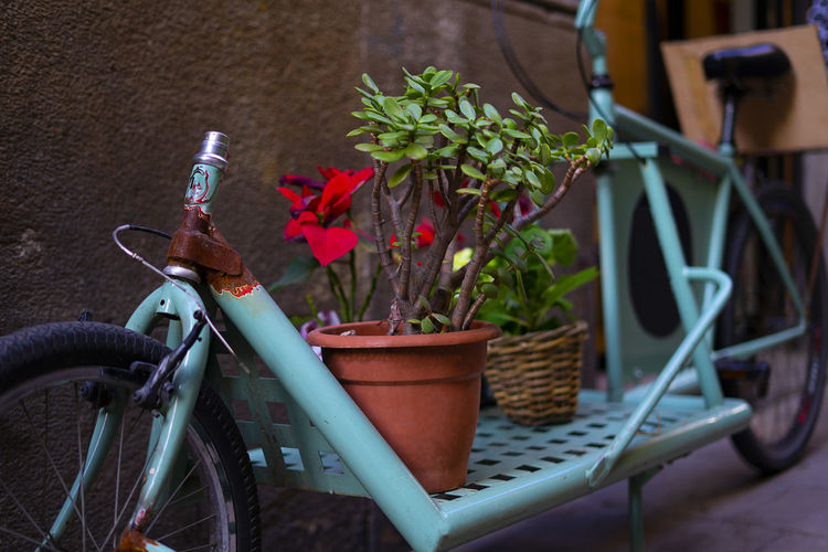 Plants and flowers on a blue abandoned bicycle.