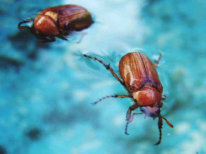 Close-up of insects swimming in water