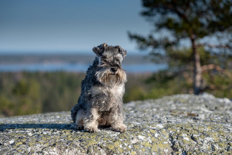 Dog looking away on rock
