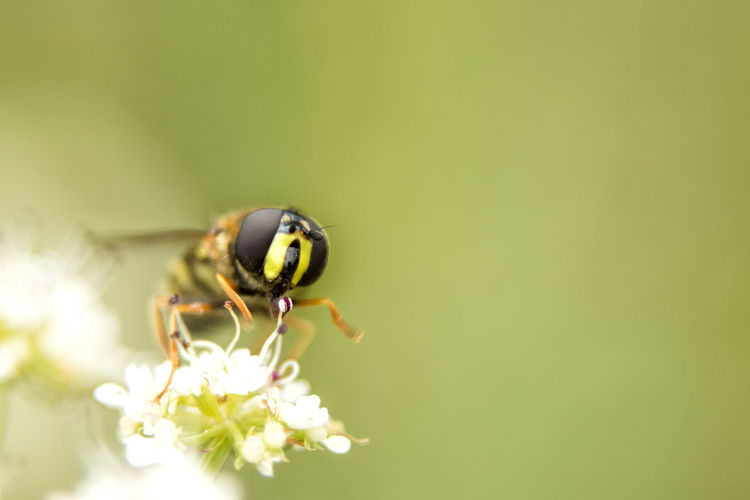 Close-up of hoverfly on flower