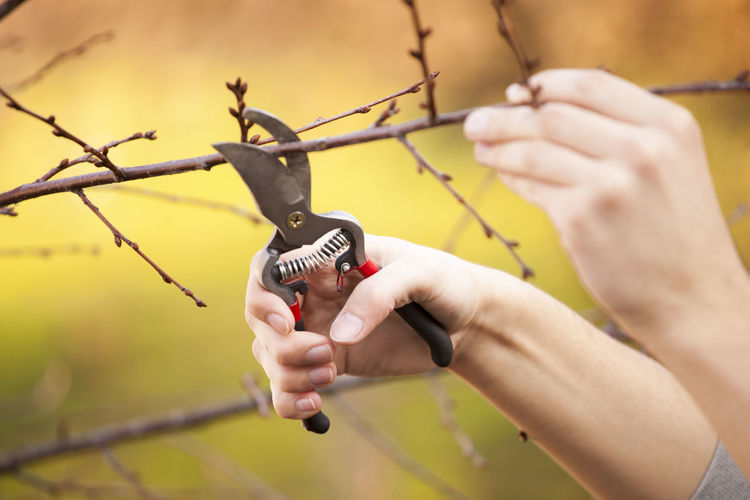 Cropped hands cutting branches with pliers