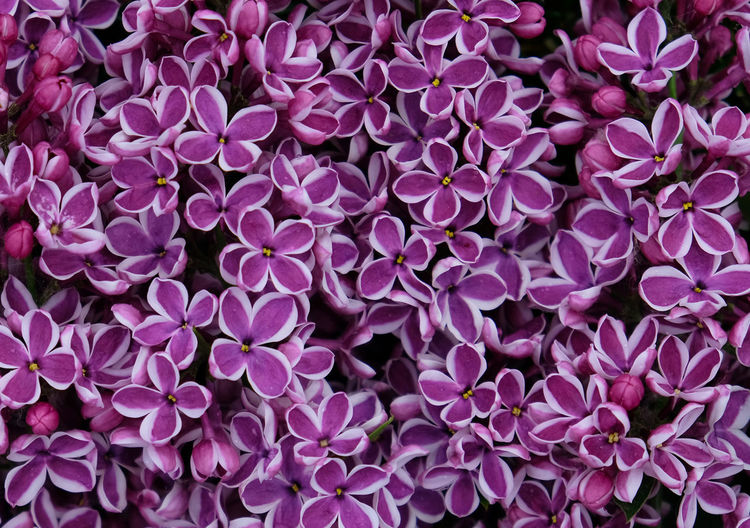 Blooming varietal selection two-tone spring lilac sensation. background for text on a greeting card.