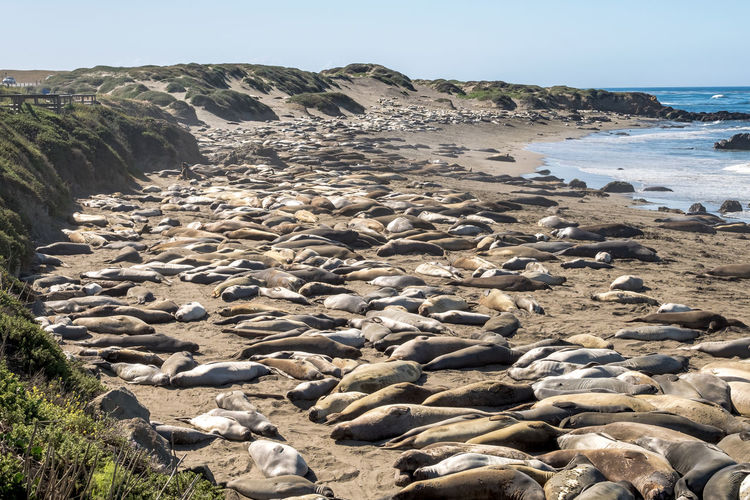 Elephant seals resting on shore at beach against sky