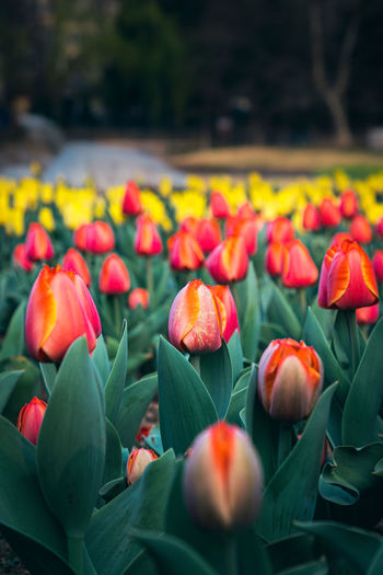 Tulip garden