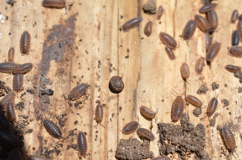 High angle view of coffee beans on table