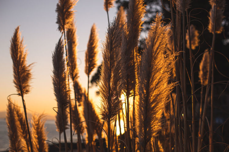 Close-up of plants at beach against sunset