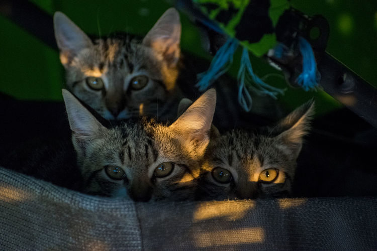 Close-up portrait of kittens in bag