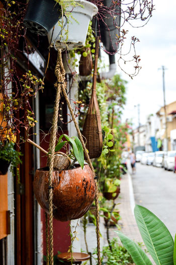 Close-up of vegetables hanging on plant against building