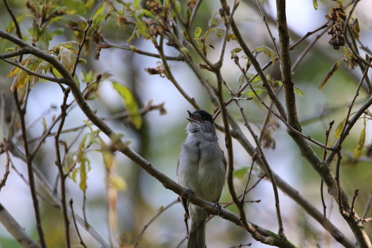 Low angle view of blackcap bird  perching on tree