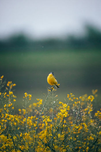 Yellow flower on field