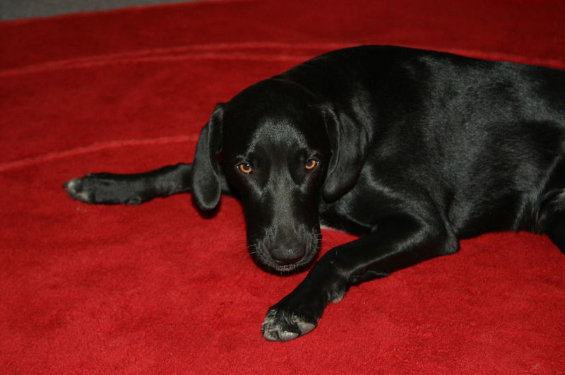 Close-up portrait of black dog