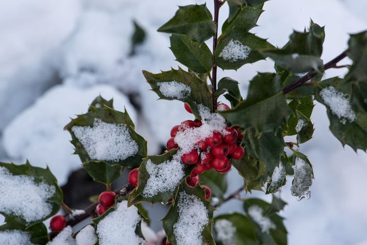 High angle view of rowanberries growing on tree during winter