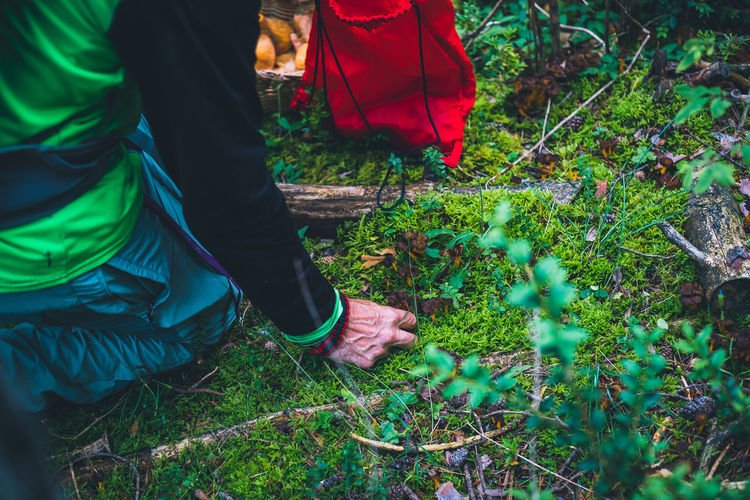 Close-up of hand picking mushroom in forest