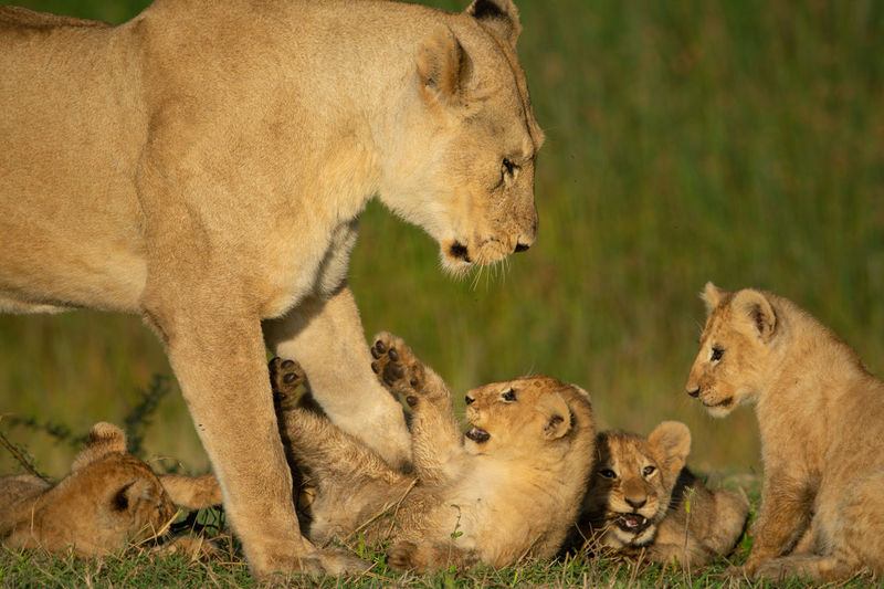 Lioness plays with four cubs in grass