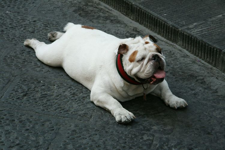 High angle view of english bulldog resting on street