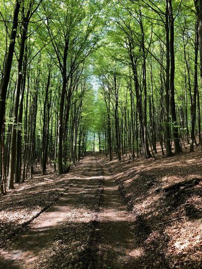 Footpath amidst trees in forest