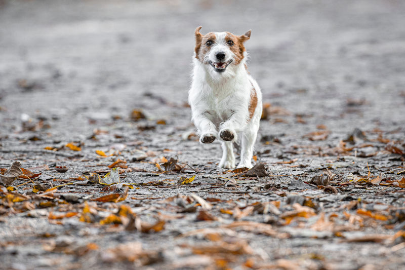 Close-up portrait of dog running on land