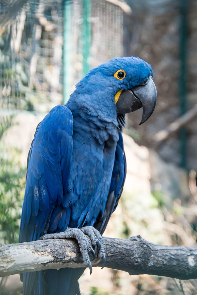blue parrot 650