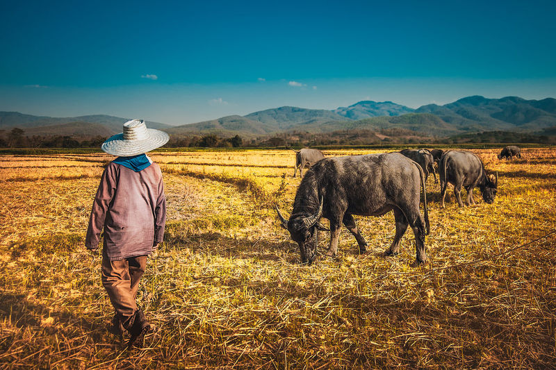 Rear view of farmer with water buffalo on field
