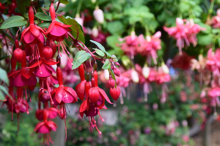 Close-up of red flowering plant