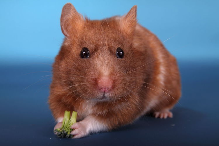 Close-up portrait of golden hamster with broccoli against blue background