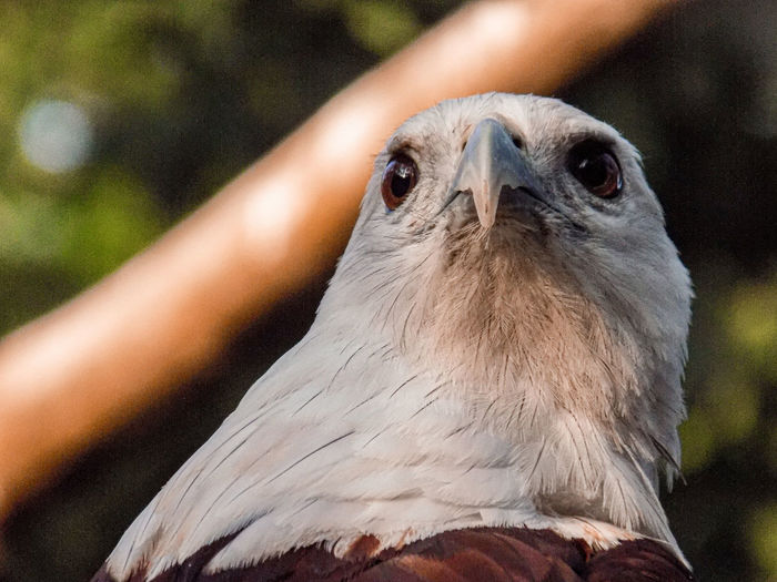 Close-up of a bird
