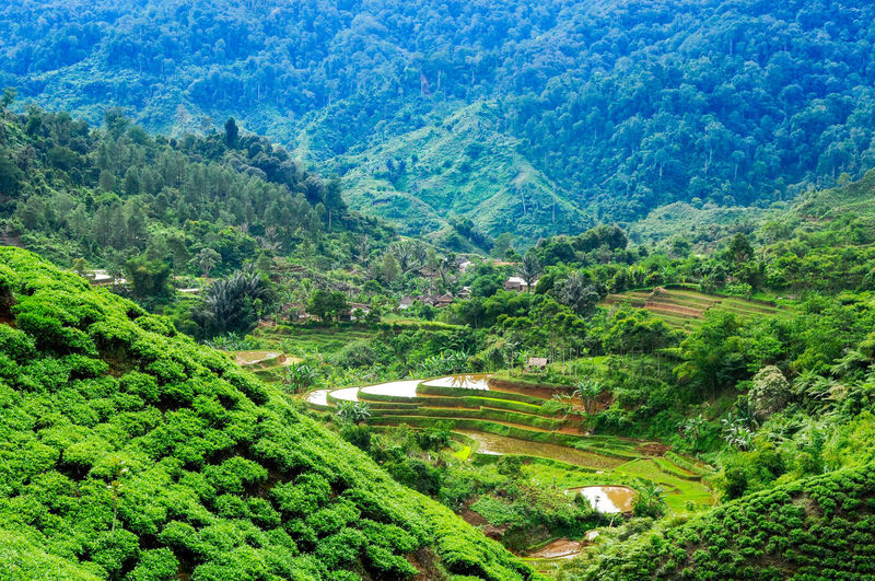 High angle view of agricultural landscape of tea plantation and rice terraced fieds