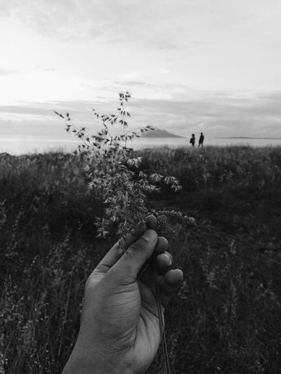 Man hand holding plant on field against sky