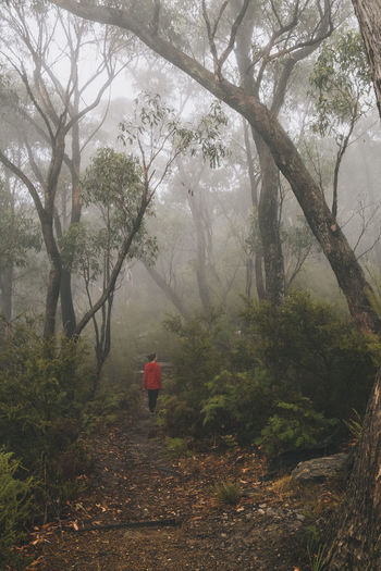 Young woman walks into the mist at the lush forest of grampians national park, victoria, australia