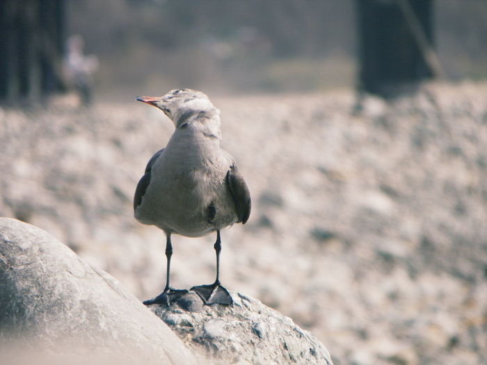 Close-up of seagull perching on rock at beach