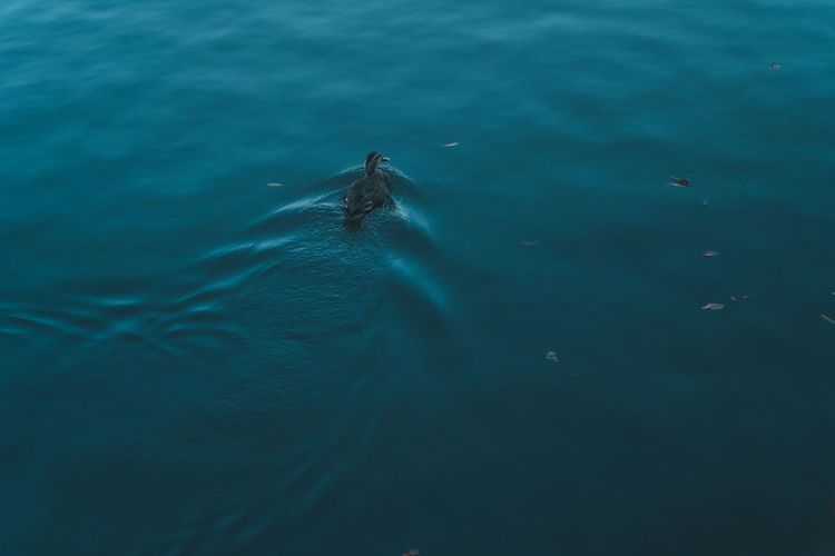 High angle view of bird swimming in sea