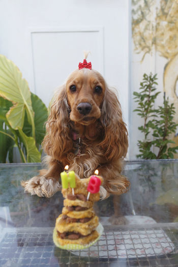 Close-up of dog with cake on table