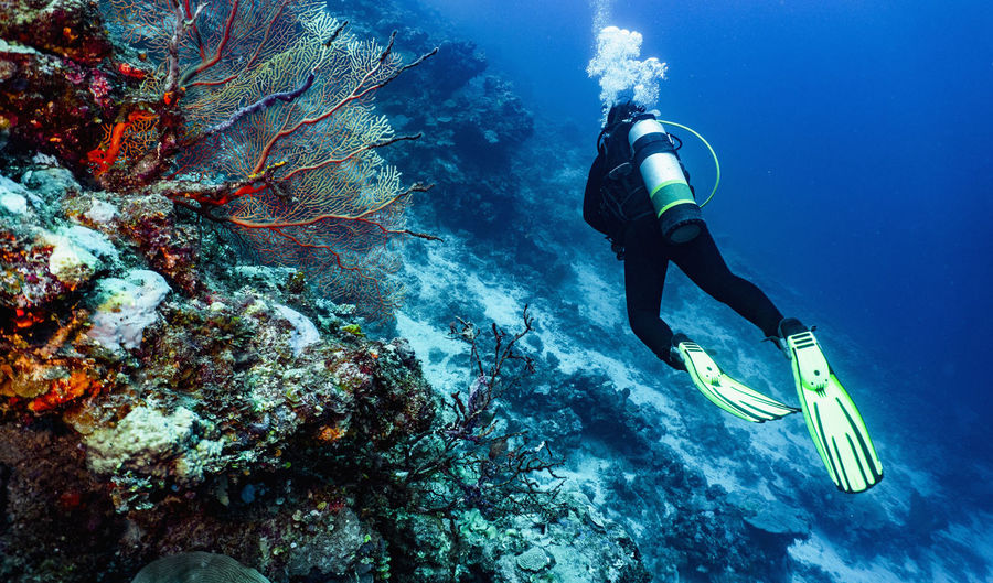 Scuba diver exploring the great barrier reef in australia